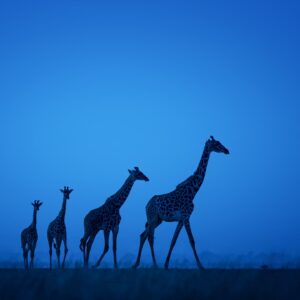 GDT Signature Photographic Print - Twilight Giraffes