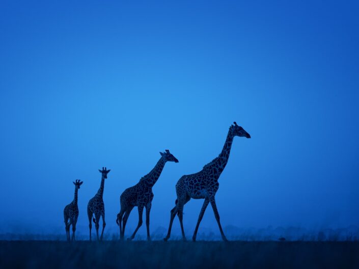 GDT Signature Photographic Print - Twilight Giraffes