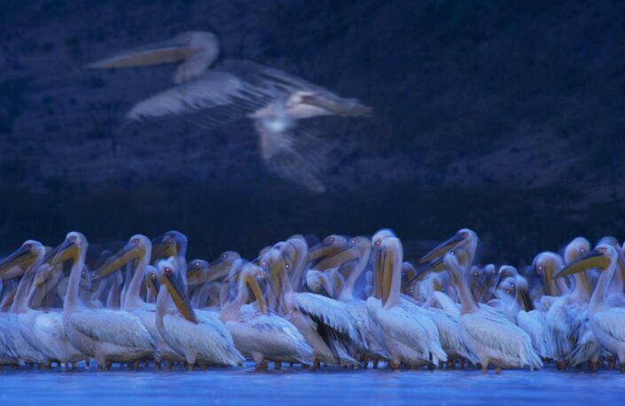 best wildlife photographers on instagram - greg du toit has placed 7 times in the wildlife photographer of the year