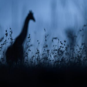 a fine art wildlife photo - Giraffe