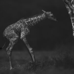 black and white wildlife photographer - Up at Last