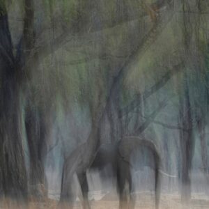GDT signature print - Vanishing Elephant