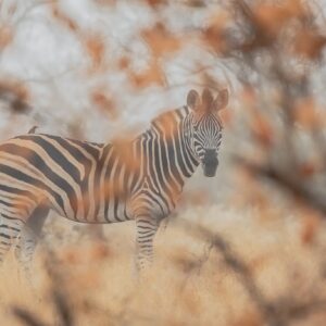 Zebra photo portrait