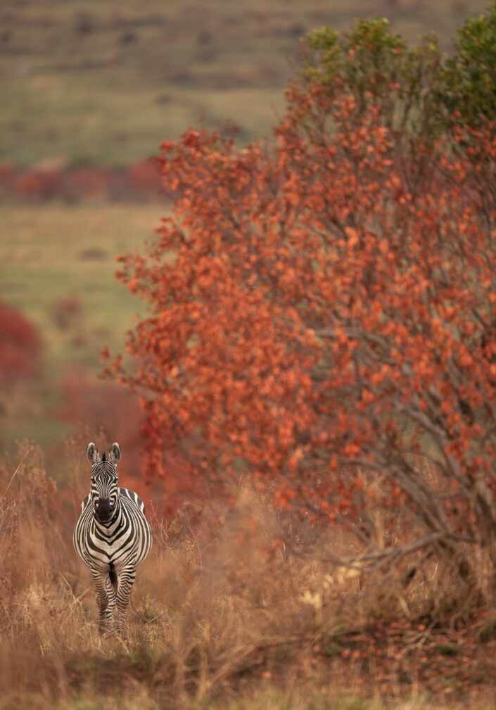 Fine art African wildlife prints - Zebra in the fall