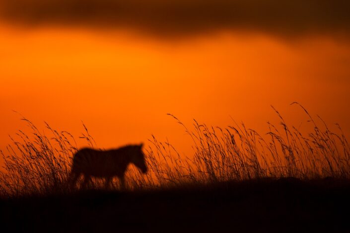 creative wildlife photography - Zebra Plains