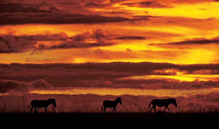 african wildlife silhouettes - Zebra Sunset