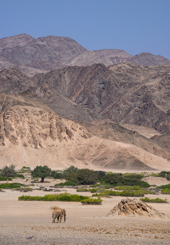 animal in its environment photo by internationally acclaimed wildlife photographer greg du toit