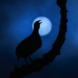 africa bird photography