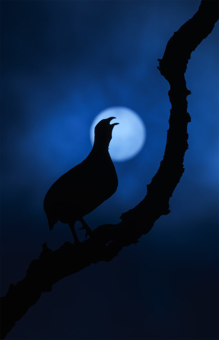 africa bird photography