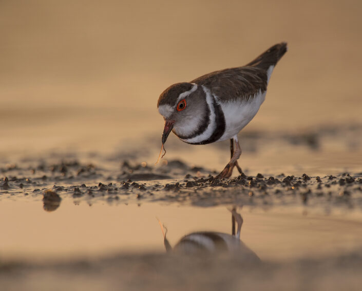 africa bird photography -The Early Bird - These delightful little Three-banded Plovers are synonymous with waterholes in Africa. Here the early bird truly did get the worm (Mashatu, Botswana).
