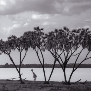 black and white wildlife photography from Africa