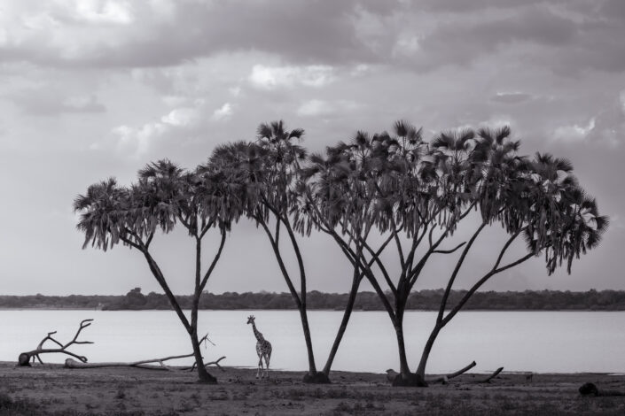 black and white wildlife photography from Africa