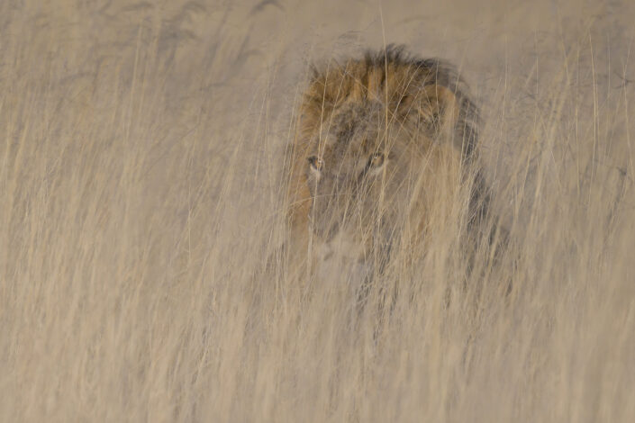 creative wildlife photography