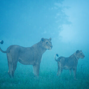 fine art wildlife photography