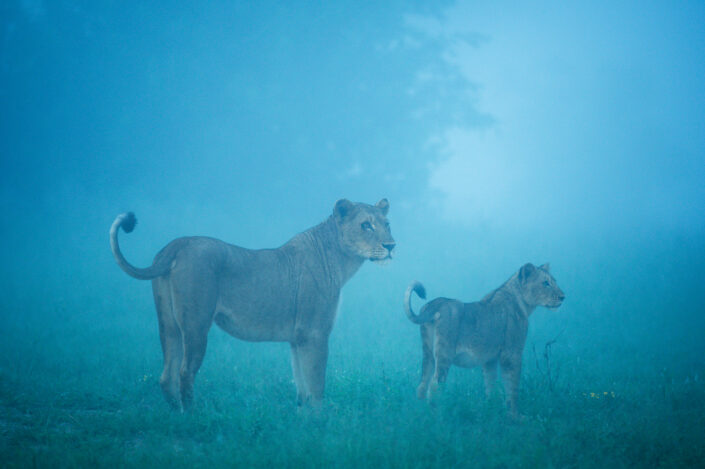 fine art wildlife photography