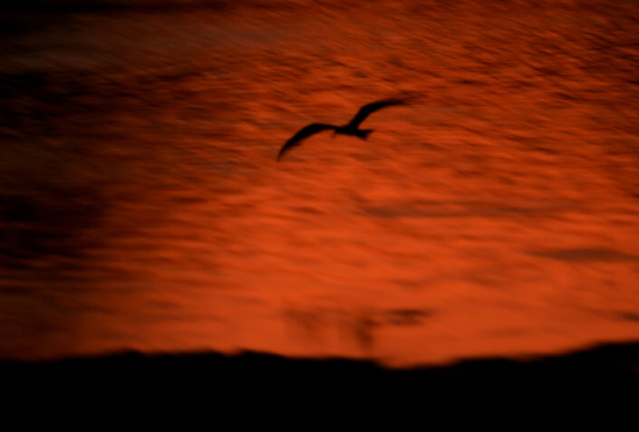 african bird photography