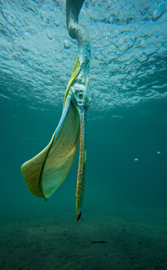 underwater bird photography