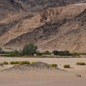 Namibia wildlife - photo of an oryx