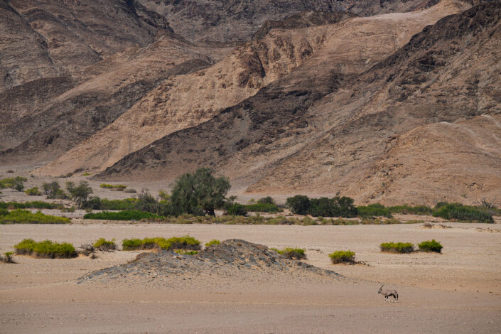 Namibia wildlife - photo of an oryx