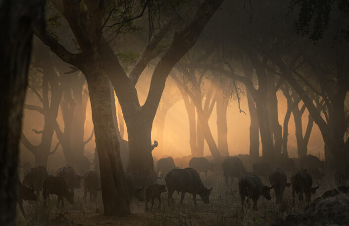 fine art wildlife africa