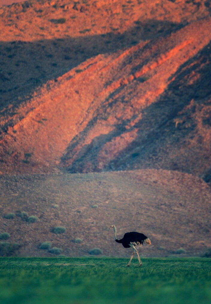 africa landscape print -Damara Ostrich - There had been uncharacteristic rains in Namibia's Damaraland. Green grass and orange rocks provides the backdrop for the world's largest bird.