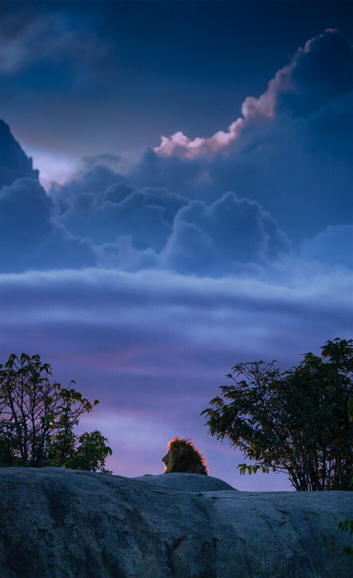 greg du toit wildlife photographer - photo of a lion and clouds