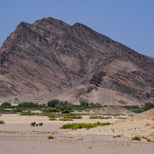 wildlife landscapes - elephants in the namib desert