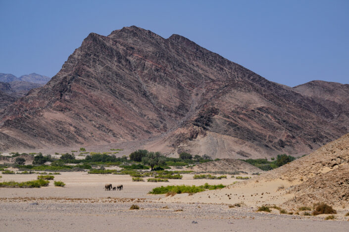 wildlife landscapes - elephants in the namib desert