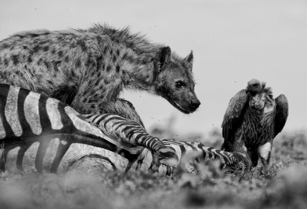black and white wildlife photography -Circle of Life - Lying on my belly in a remote part of the Serengeti, I see the circle of life playing out. Watching, observing, composing...this is the life of a wildlife photographer.