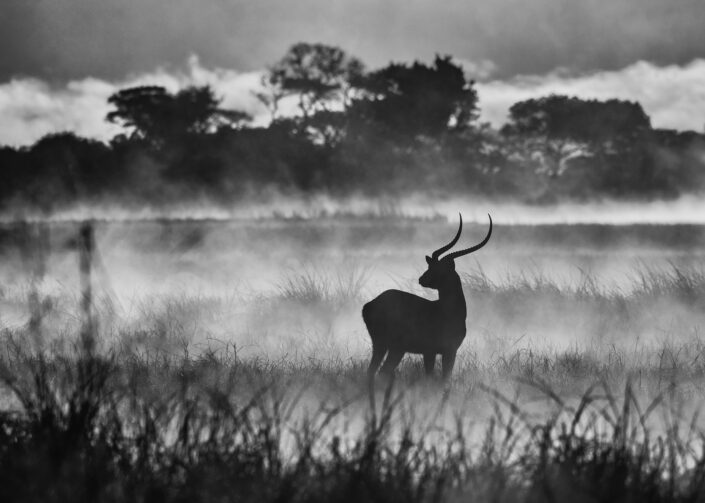 black and white wildlife -Lechwe Ram in the Mist - A cold and early morning in Zambia's Kafue National Park. A lechwe ram stands alone, mist rising all around him.