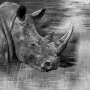 black and white rhino -