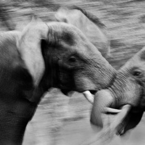 african black and white wildlife -Tussling Giants - Two elephant bulls tussle on the greast plains of East Africa. The elephant on the left was the victor and successfully chased the other bull off (Serengeti, Tanzania).