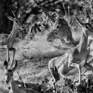 best wildlife photography - Cat among the pigeons - It was on Chief's Island in the heart of the Okavango that this leopard dropped out of an African ebony tree, landing in the middle of a herd of impala, and sending them scattering in every direction. This leopard was the proverbial cat among the pigeons.