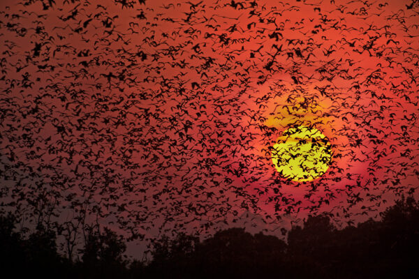 bat photo - Bat Blizzard - A dawn I will never forget. Millions of fruit bats, each with a wingspan over one metre, return from a night of foraging in the Congo. This bat blizzard literally blocked out the sun in Zambia's Kasanka National Park.