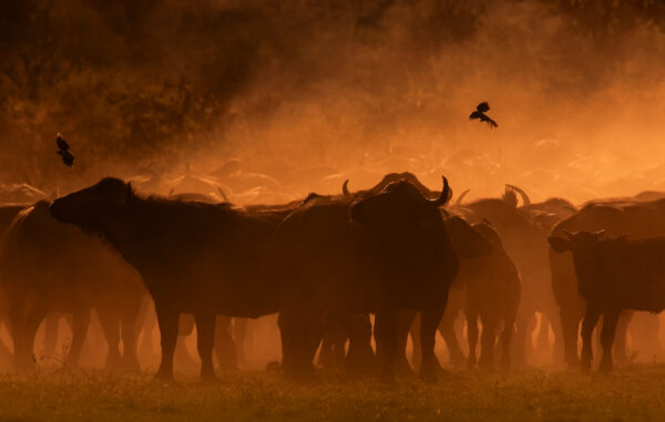 silhouette wildlife - In Southern Tanzania, the dry season is hot and dusty. I wait at a pan for weeks to capture this herd of Cape Buffalo coming in to drink. The dust, heat, twittering oxpeckers, backlight and buffalo all mix, creating a scene that is wholly African and utterly intoxicating (Ruaha National Park).