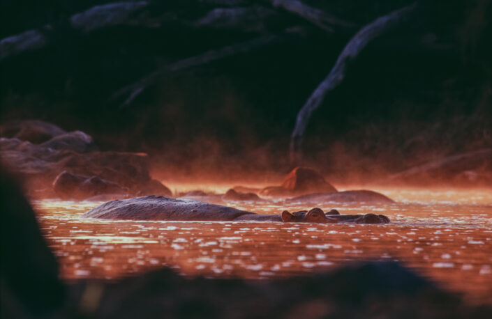 hippo photo print - Hippo Cauldron - Lying next to a pool on a remote stretch of Tanzania's Great Ruaha River, a hippo surfaces in the red glow of dawn. The water turned lava-like, the entire scene a bubbling cauldron. Photographed on Kodak E100VS film.