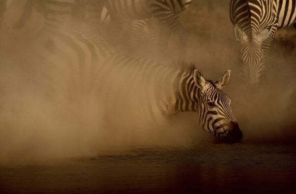african wildlife photographers -Dust and Dreams - As a budding wildlife photographer, I built the first underground hide in Africa when I dug a hole in which to conceal myself, next to a waterhole. This was a breakthrough shot for me and taken on slide film (South Rift Valley, Kenya).