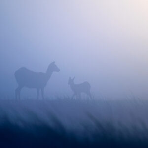 moody wildlife photography - Lechwe Dream - A mother lechwe and her lamb stand of the great grassy plain that is Zambia's Busanga plain. The light diffused through blue mist creates a dreamy photo.