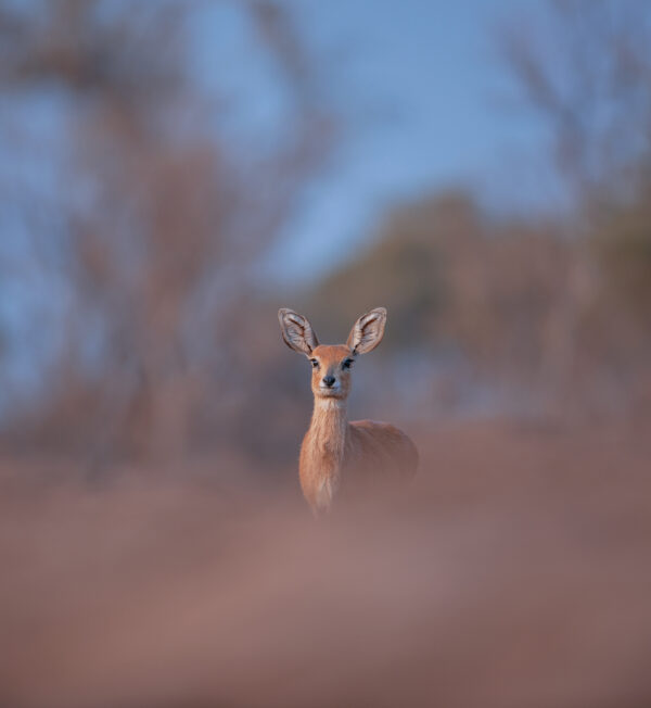 wildlife portrait -Portrait of a Steenbok - A Steenbok stands and assesses, before coming in for a drink. It is not often that one looks up at a Steenbok and I am grateful for the perspective my underground hide gives me.