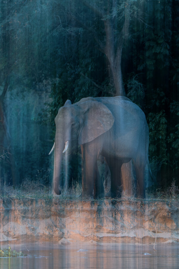 motion blur wildlife - Zambezi Dream - Floating down the Zambezi River in the last light of day, we passed an elephant on the bank, with the forest behind. Drifting along, it all felt like a dream.