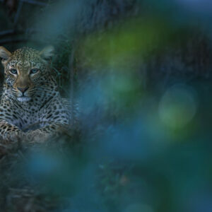 professional wildlife photography - leopard