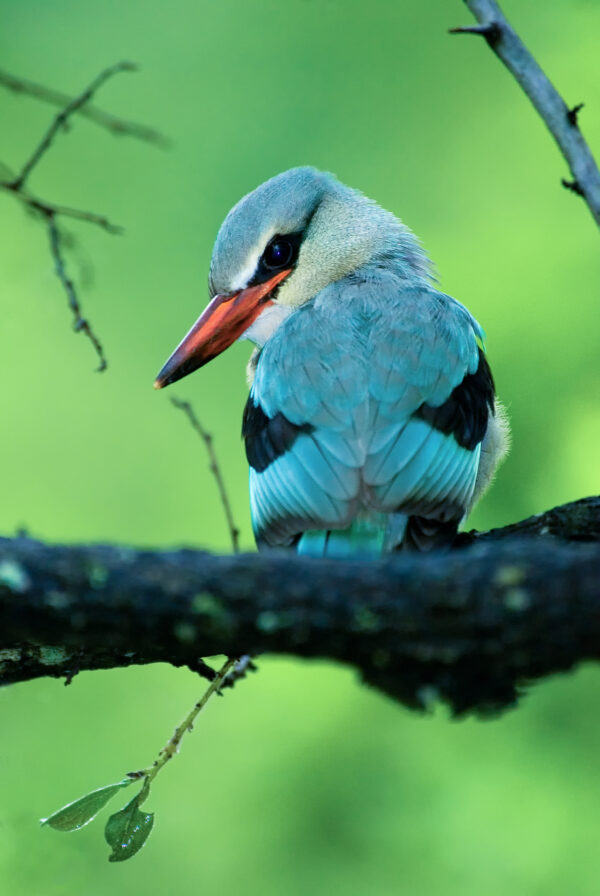 africa bird photo prints -Jongo Kingfisher - Living in a remote bush camp in Tanzania's Ruaha National Park, we got to know the wildlife in and around camp. Woodi (depicted here) was a firm favourite as was Simon the snake and Kingo the elephant.