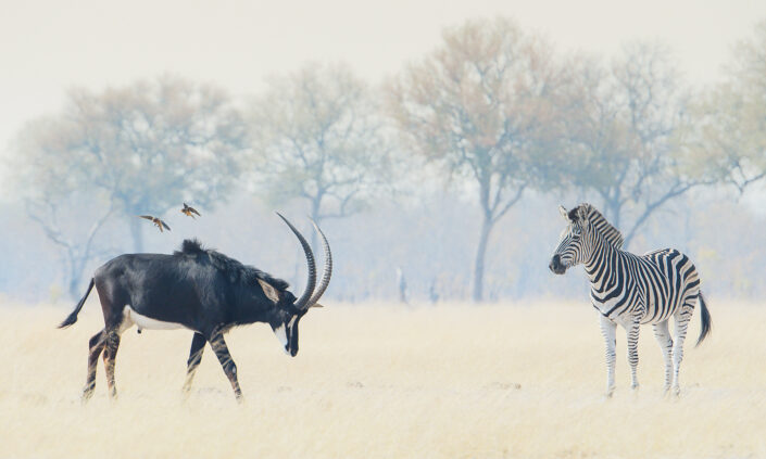 fine art wildlife photography