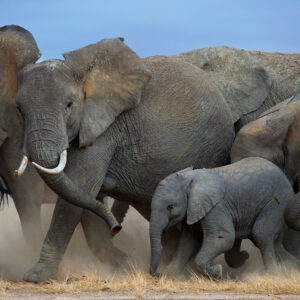 elephant wildlife print -Maternal Herd - As the elephants move through Kenya's Amboseli region, the baby is closely watched and protected by its mother and the rest of the herd.