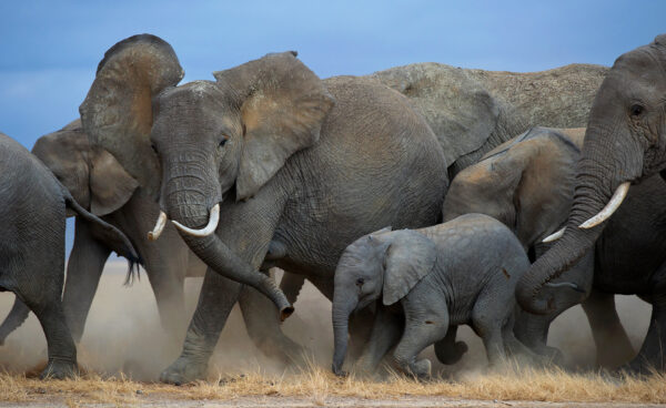 elephant wildlife print -Maternal Herd - As the elephants move through Kenya's Amboseli region, the baby is closely watched and protected by its mother and the rest of the herd.
