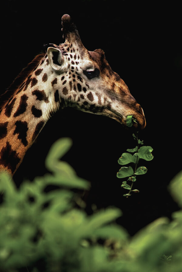 wildlife photography for sale -Browsing Giraffe - I had the wonderful privilege of living in a remote corner of Ruaha National Park many years ago. Exploring secret forests was a favourite pastime of mine and on this occasion I was delighted to capture this portrait of a giraffe feeding on a sausage tree leaf (Tanzania).