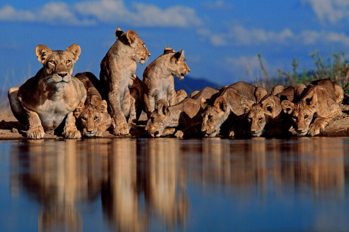 greg du toit - Lioness and Cubs - This photograph of a free-ranging lioness and cubs was taken at a waterhole on Maasai-owned community land. To get this shot took me 16 months and it was captured on slide film (note the grain). This photo will forever remind me of a time in my life when lions were not restricted to parks and reserves. In its essence, this photograph contains my wilderness dreams (Kenya's south rift valley).