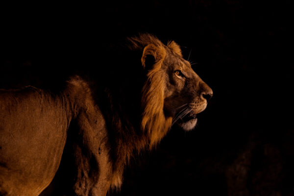 lion portrait -Majestic King - This lion, and his brother, I tracked for two years in a wild and remote corner of Tanzania's Ruaha National Park. It took many months for them to get used to my vehicle. As the sun rose, the majestic king looks on, a riverbank in shade providing the perfect backdrop.