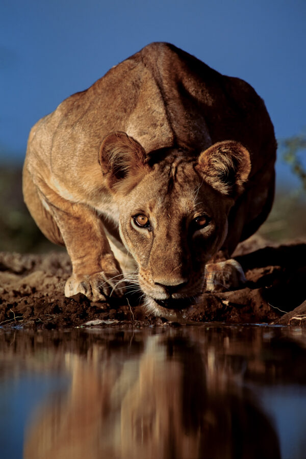 underground hide photography -Wilderness Dreaming Lioness - Sitting in the water for 270 hours in Kenya's south rift, only to get a picture of a truly wild lion drinking, was simply my way of proving to myself that I had found the lost Africa of my dreams. The full story is detailed in my memoir 'Wilderness Dreaming'.