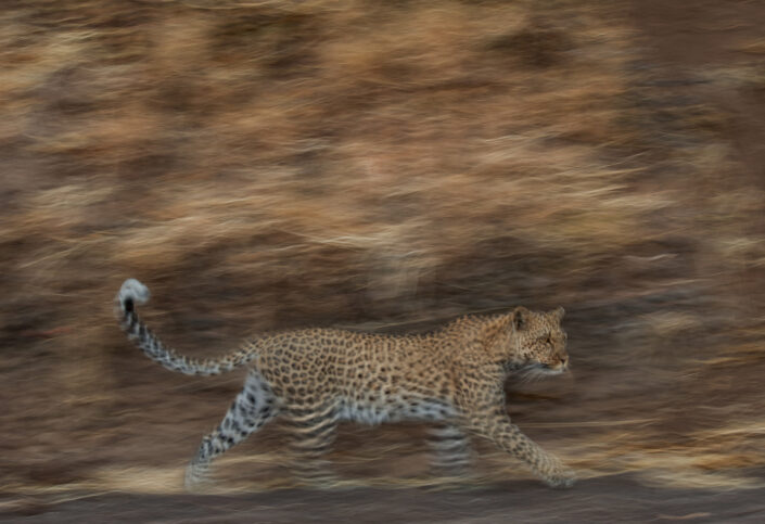 motion blur photo of a leopard